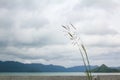 Close-up of the wild oats in the countryside