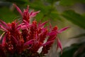 Close up on wild pink flower. Copy space for text. Royalty Free Stock Photo