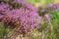 Close up of wild pink heather flowers, Dartmoor UK Royalty Free Stock Photo