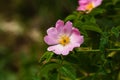 Close up of wild pink rosehip  Rosa canina flowers outdoor in sunlight Royalty Free Stock Photo