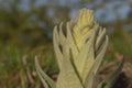 Close up of rosette of Greater Mullein comprising hairy leaves, Ooty, India.