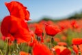 Close up of a wild poppies field Royalty Free Stock Photo