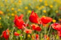 Close up of a wild poppies field Royalty Free Stock Photo