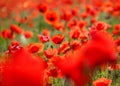 Close up of a wild poppies field-shallow DOF