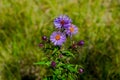 Close-up wild purple fall asters Royalty Free Stock Photo