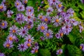 Close-up wild purple fall asters Royalty Free Stock Photo