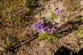 Close-up wild purple fall asters Royalty Free Stock Photo