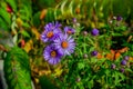 Close-up wild purple fall asters