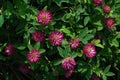 A close up of wild purple flowers of zigzag clover (Trifolium medium) on the meadow Royalty Free Stock Photo