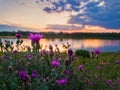 Close up of wild, purple shrub flowers blooming in the meadow near lake over sunset background in a calm summer evening