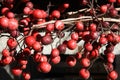 Close up of wild red berries