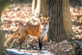 Close-up of a Wild Red Fox Standing in the Sun in a Forest Royalty Free Stock Photo