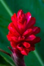 Alpinia purpurata - red ginger Royalty Free Stock Photo