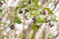 Close-up wild ripe saskatoon berries on branch of bush