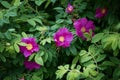 Close-up of wild rose bush with large purple flowers and bright green leafs Royalty Free Stock Photo