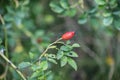 Close up wild rose hips bush in nature with bright wild rose or dog rose berries