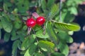 Ripe red berries of wild rose on a branch against the background of foliage close-up Royalty Free Stock Photo