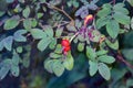 Ripe red berries of wild rose on a branch against the background of foliage close-up. Royalty Free Stock Photo