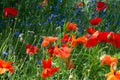 Close up of wild scarlet poppies with blue wildflowers on green background on summer sunny day Royalty Free Stock Photo