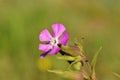 Silene , red campion or red catchfly flower in wild