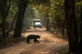 Close up,wild sloth bear, Melursus ursinus, crossing the road in Wilpattu national park, Sri Lanka, wildlife photo trip in Asia,