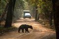Close up,wild sloth bear, Melursus ursinus, crossing the road in Wilpattu national park, Sri Lanka, wildlife photo trip in Asia, Royalty Free Stock Photo