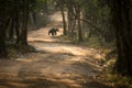 Close up,wild sloth bear, Melursus ursinus, crossing the road in Wilpattu national park, Sri Lanka, wildlife photo trip in Asia,