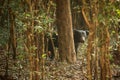 Close up,wild sloth bear, Melursus ursinus, bear in tropical forest, Wilpattu national park, Sri Lanka, wildlife photo trip in