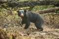 Close up,wild sloth bear, Melursus ursinus, bear in tropical forest, Wilpattu national park, Sri Lanka, wildlife photo trip in