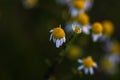 Close up of wild small chamomile flowers outdoor in sunlight