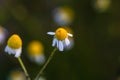 Close up of wild small chamomile flowers outdoor in sunlight