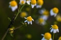 Close up of wild small chamomile flowers outdoor in sunlight