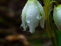 Close-up of a wild Snowdrop flower Galanthus nivalis in rain. Water-drop on a snowdrop, selective focus, macro Royalty Free Stock Photo