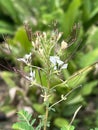 Wild Spider Flower in nature garden