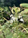 Wild Spider Flower in nature garden