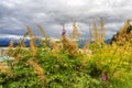 Close up of Wild Spirea in Juneau, Alaska