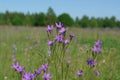 A close up of wild spreading bellflowers (Campanula patula) in the field on a sunny day