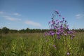 A close up of wild spreading bellflowers (Campanula patula) in the meadow on a sunny summer day