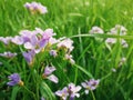 Close up of wild spring flower meadow. Composition of nature