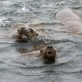 Wild steller sea lion on Tuleniy island near Sakhalin