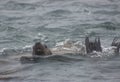 Wild steller sea lions Eumetopias jubatus on Tuleniy island ne