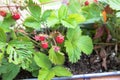 Close-up on wild strawberries hidden under the leaves in a box Royalty Free Stock Photo