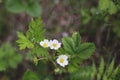 Close-up of Wild strawberry flowers in the forest on summer day.