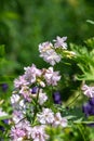 Wild sweet William (saponaria officinalis) flowers