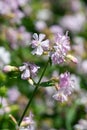 Wild sweet William (saponaria officinalis) flowers