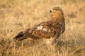 A close up of a wild Tawny eagle Aquila rapax from the nature reserve Mara North Conservancy in Kenya.