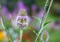 Close up of a wild Teasel. Dipsacus fullonum plant with purple flowers Royalty Free Stock Photo