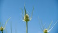 Close-up of a wild teasel still green, its head in the sky