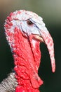 Close-up of Wild Turkey Royalty Free Stock Photo