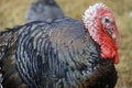 Close-up of Wild Turkey Rooster, VA